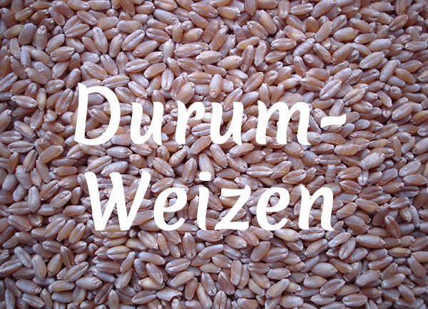 Bio-Durumweizen - Hartweizen