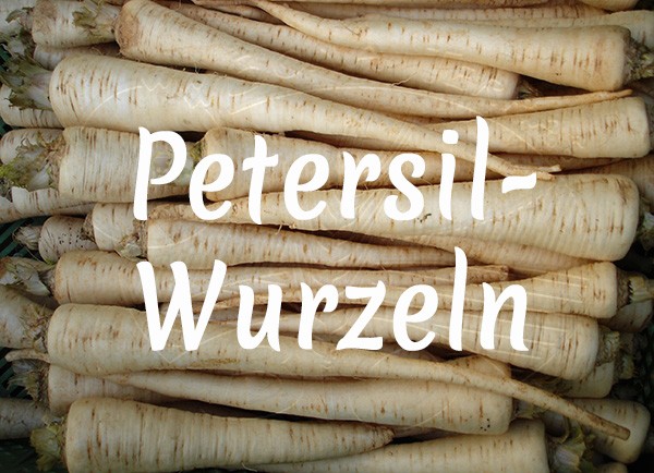 Bio-Petersilwurzeln - Frühjahrs- und Herbstanbau