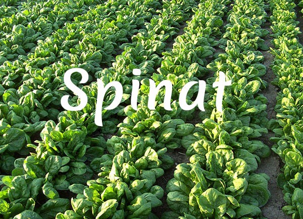 Frühjahrs- und Herbst-Bio-Spinat