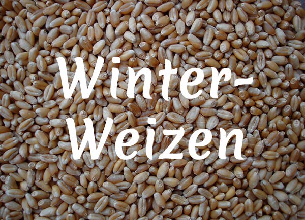 Bio-Winterweizen - Weichweizen - Grannenweizen