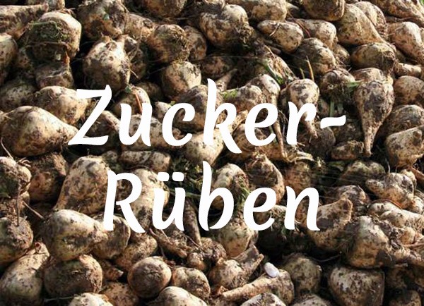 Bio-Zuckerrüben