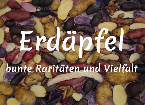 Bio-Erdäpfel/Kartoffeln - bunte Raritäten und Vielfalt